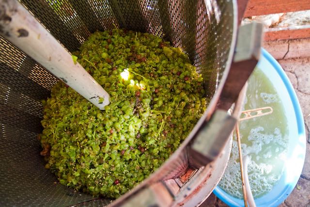 Pressing white grapes