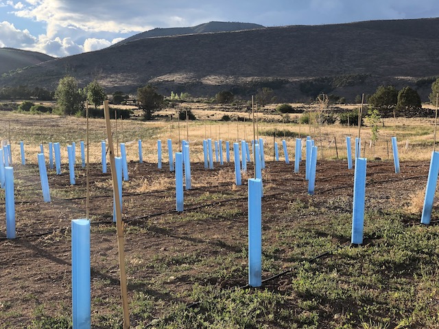 Vineyard planning - cones on first year vines