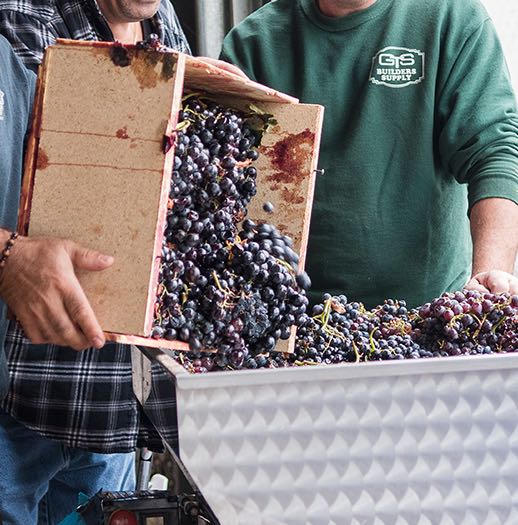 Pouring grapes into crusher