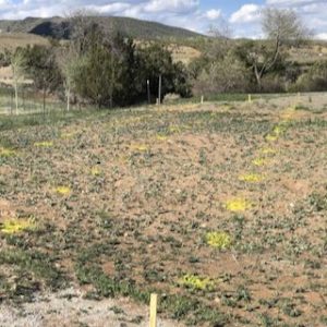 Vineyard planning - laying out where to plant vines