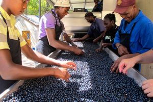 Sorting grapes