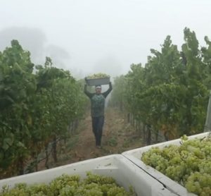 Man harvesting grapes