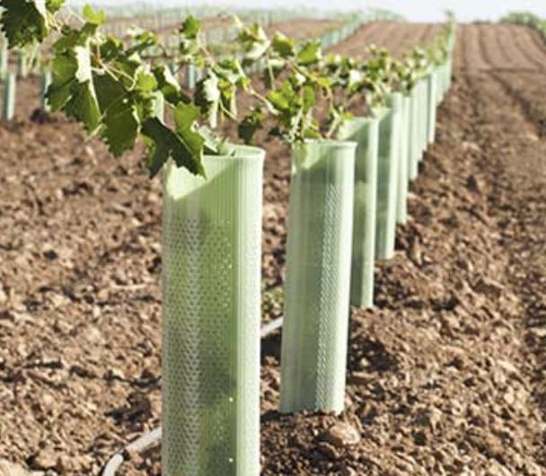 Vine Planting Cones