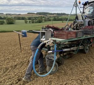 Planting a Vineyard