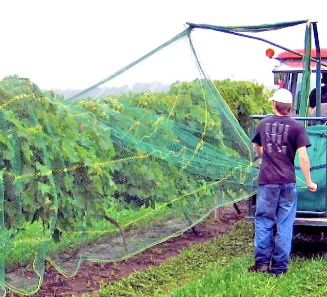 Installing vine nets