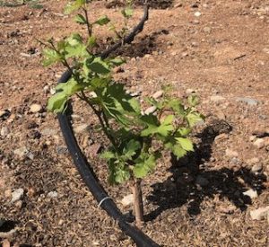 Irrigating Young Vines