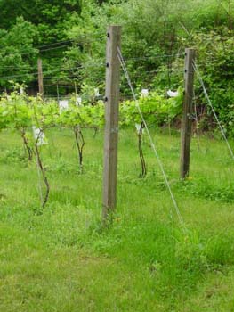 Backyard vineyard