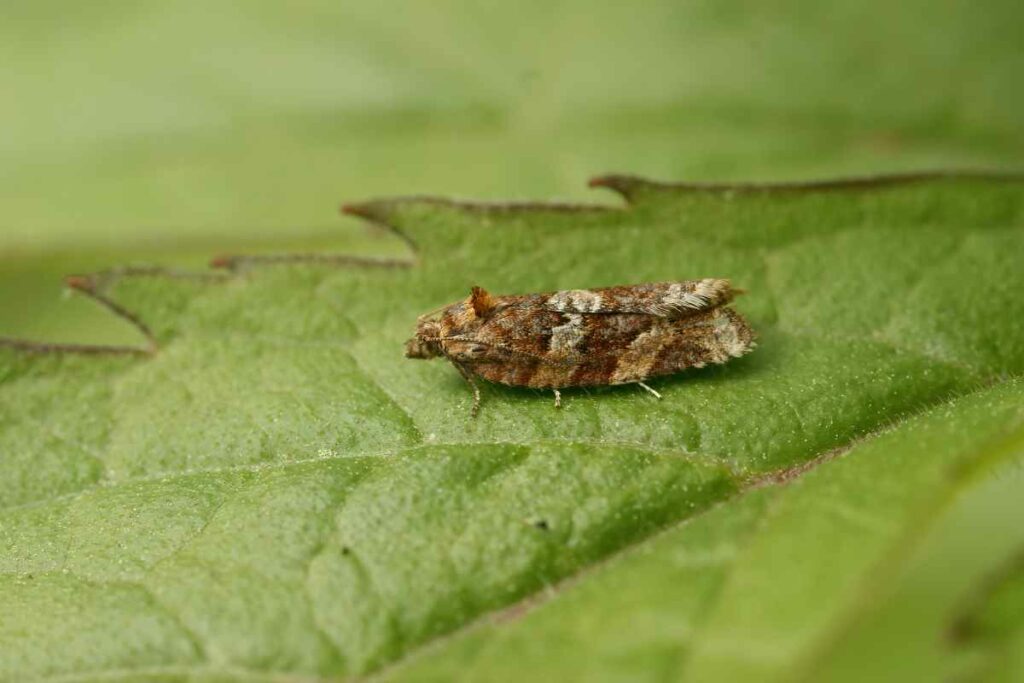 Grape Berry Moth