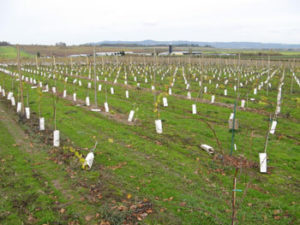 Planting a new vineyard