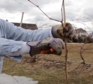 pruning young grape vines