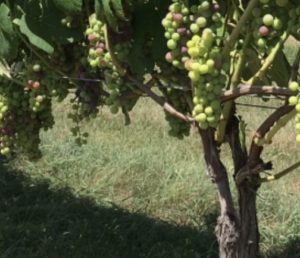 Pruned Grapes