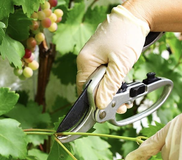 Pruning Vines