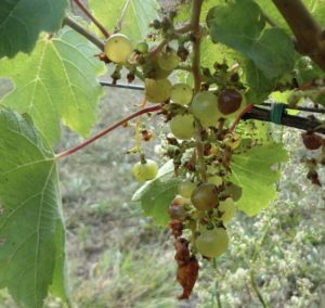 Grapes Damaged by Birds