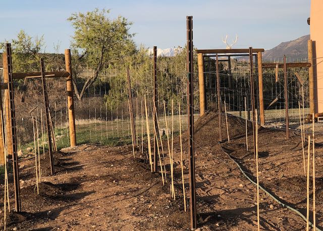 Vineyard Planting - mounded soil prepared for winter