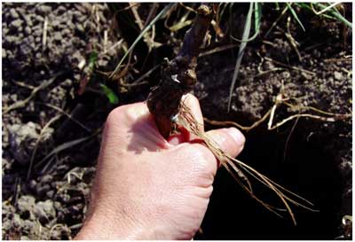 Planting Rootstock