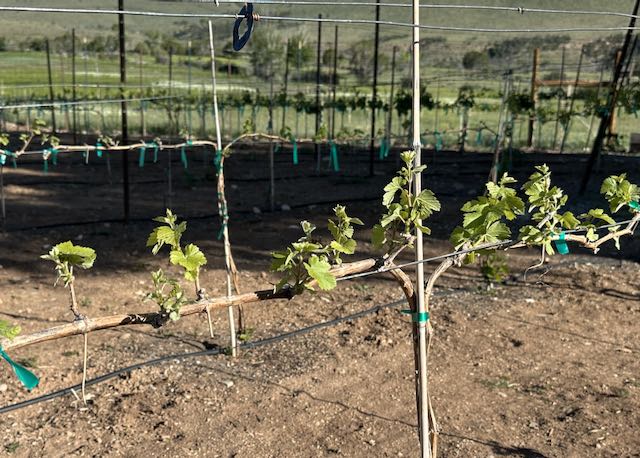 Early Spring Vine Growth