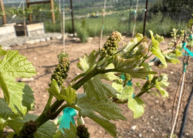 Vineyard planning - bud break