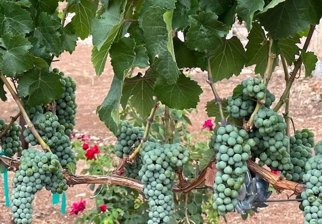 Riesling Grapes before Varaison