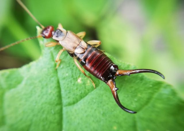 Earwig in macro