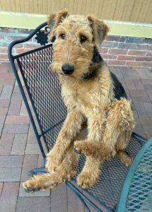 Bella Rose the Airedale