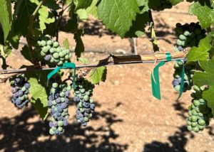 Pinot Noir Veraison