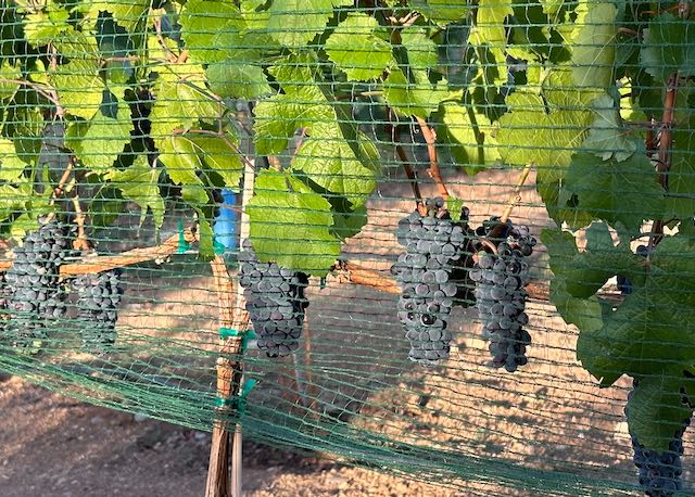 Pinot Noir grapes behind netting