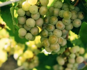 Riesling Grapes - The Storm Cellar