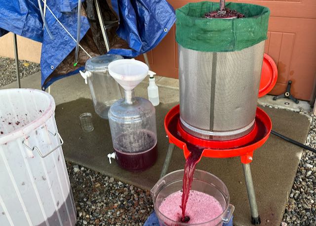 Pinot Noir Pressing