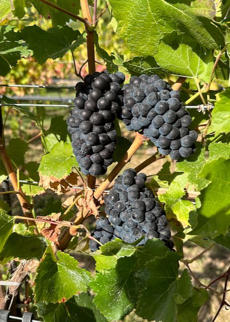 Pinot Noir on the Vine Ready to Harvest