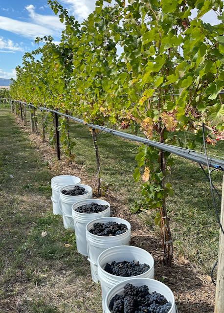 Pinot Noir in buckets next to vines