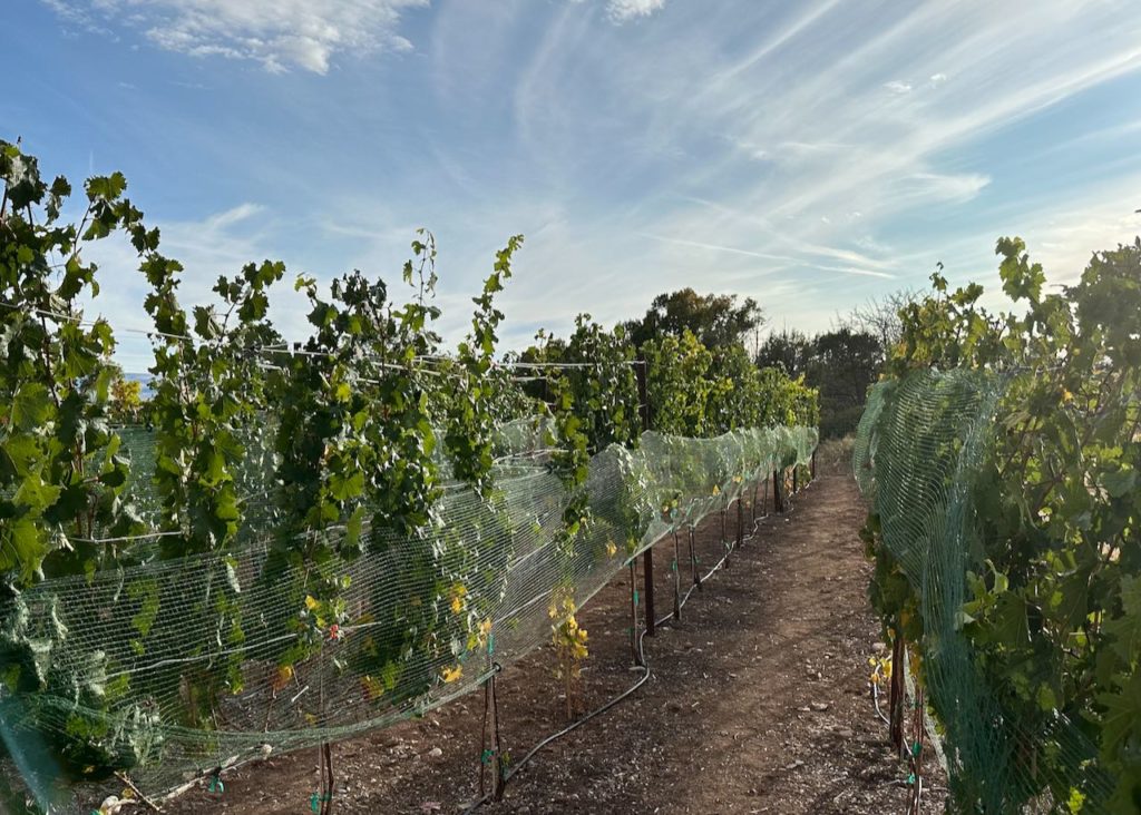 Vineyard with bird nets deployed