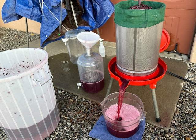 Pressing Pinot Noir