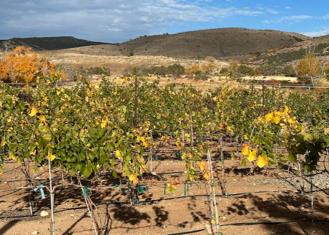 Fall in the vineyard