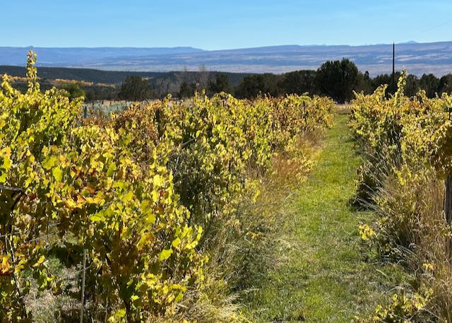 Riesling vineyard