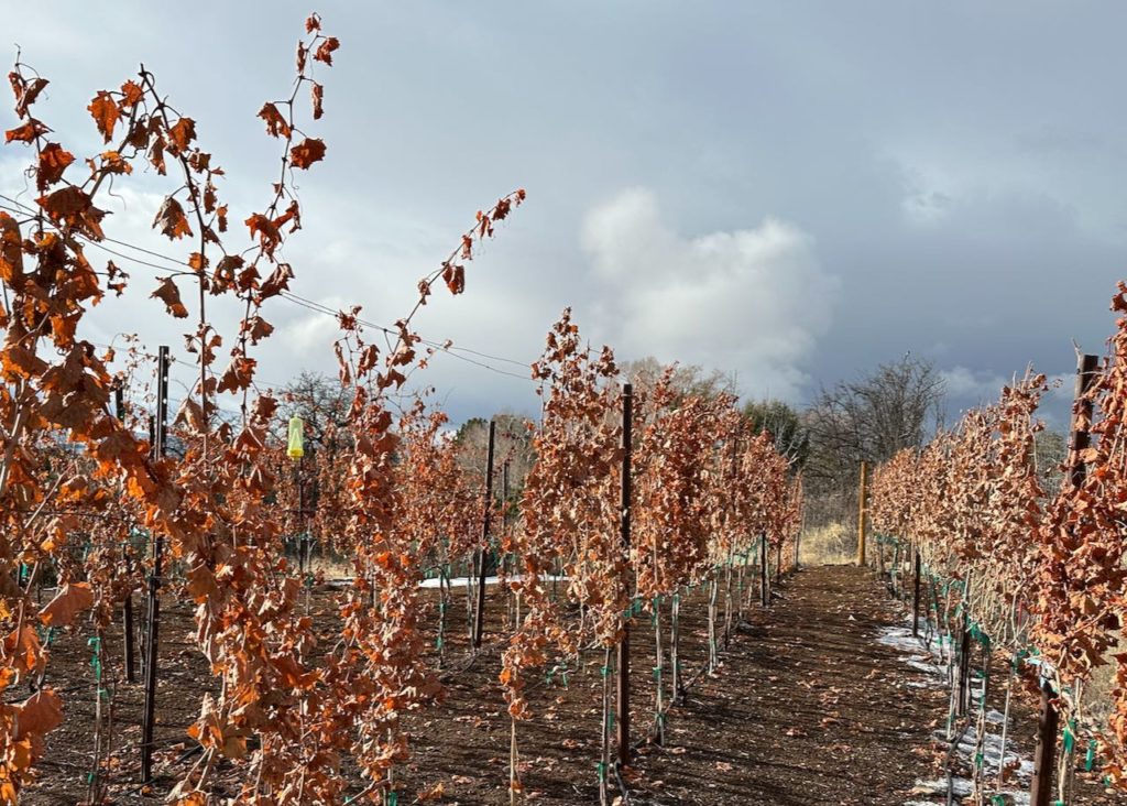 Winter in the Vineyard