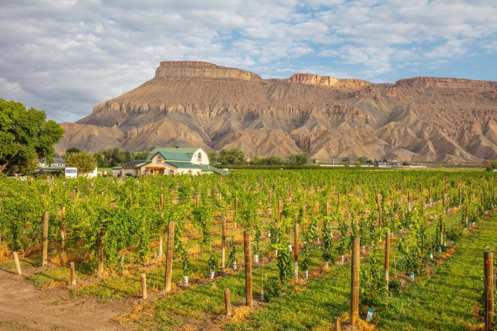 Carboy Winery