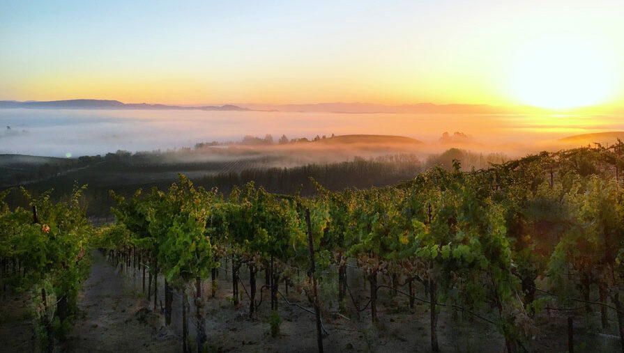 Los Carneros AVA Cline Cellars