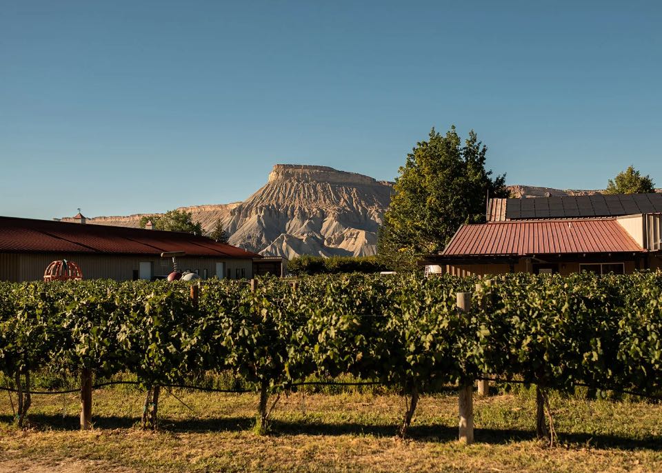 Colterris Vineyard