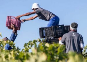 Grape Harvesters