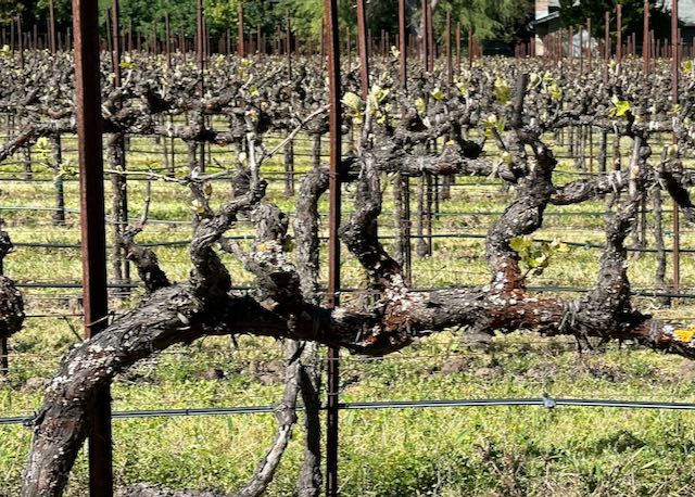 Old Sonoma Vines