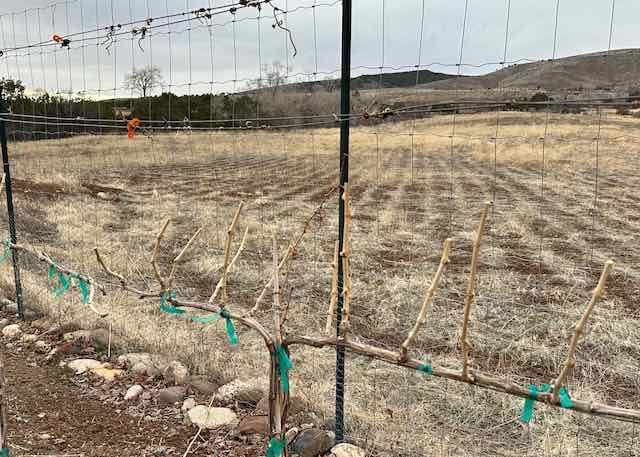 After pruning Riesling in early spring