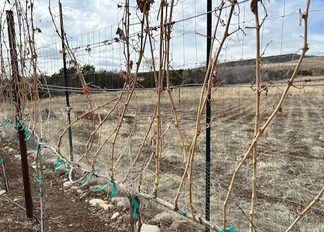 Unpruned Riesling in early spring