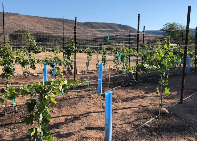 Vineyard Sustainability