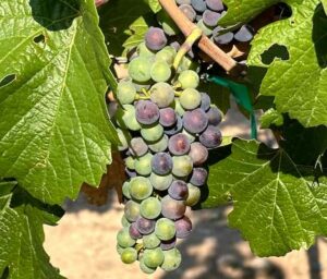 Pinot Noir Veraison