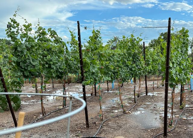 Rain puddles in the vineyard