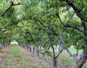 Talbott Farms