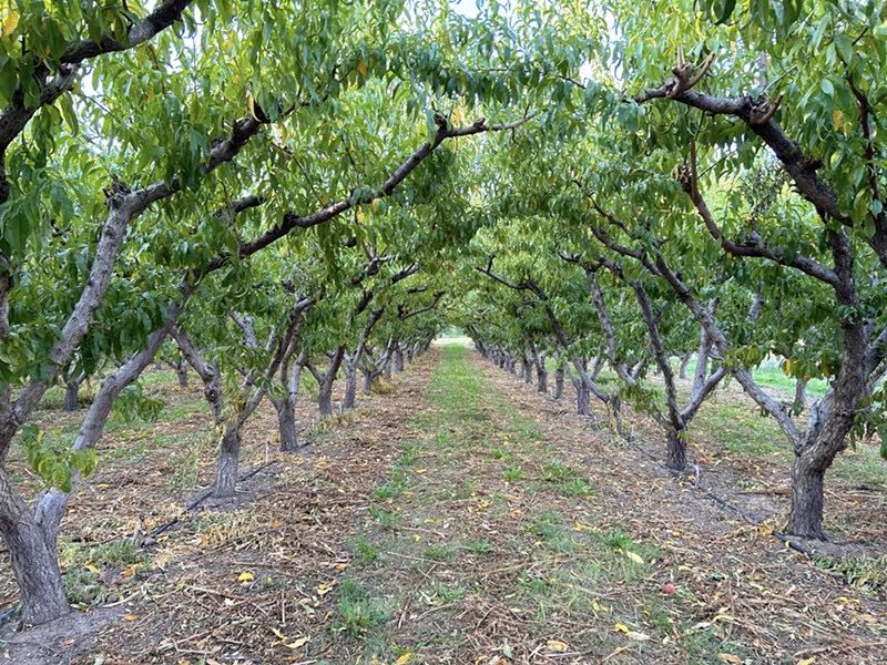 Talbott Farms