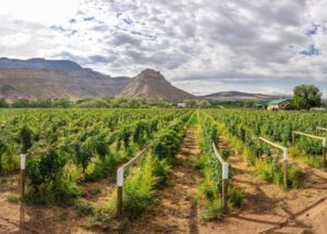 Colterris Winery - John Fielder Collection