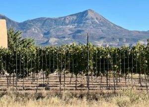 2024 season vineyard lessons learned