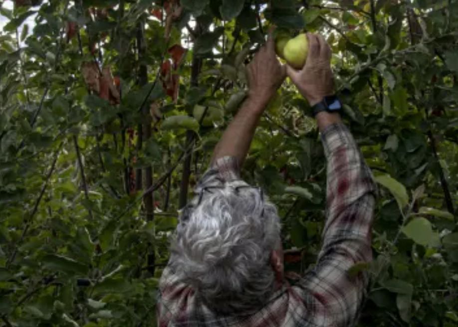 Steve Ela of Ela Family Farms harvests heirloom Colorado Orange Apples